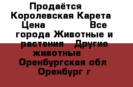Продаётся!     Королевская Карета › Цена ­ 300 000 - Все города Животные и растения » Другие животные   . Оренбургская обл.,Оренбург г.